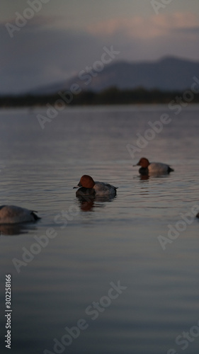 Fotografia naturalistica Toscana