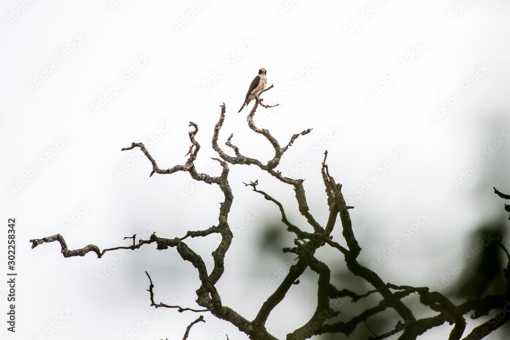 Laughing Falcon photographed in Linhares, Espirito Santo. Southeast of Brazil. Atlantic Forest Biome. Picture made in 2013. Laughing Falcon photographed in Linhares, Espirito Santo. Southeast of Brazil. Atlantic Forest Biome. Picture made in 2013.