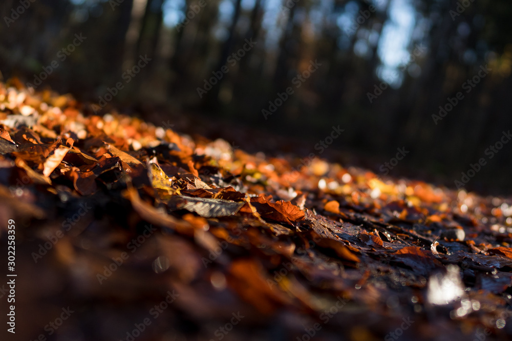 Herbst Laub Waldboden