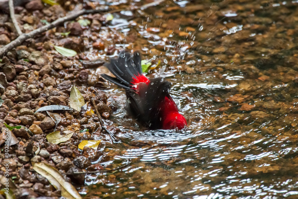 Naklejka premium Brazilian Tanager photographed in Linhares, Espirito Santo. Southeast of Brazil. Atlantic Forest Biome. Picture made in 2013.