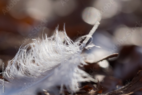 white feather of a swan lying on brown leaves