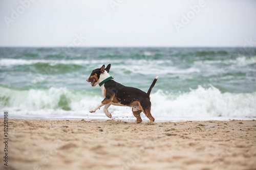 running dog bull terrier on the seashore 