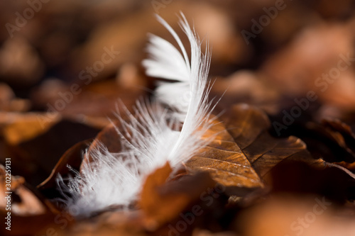 white feather of a swan lying on brown leaves