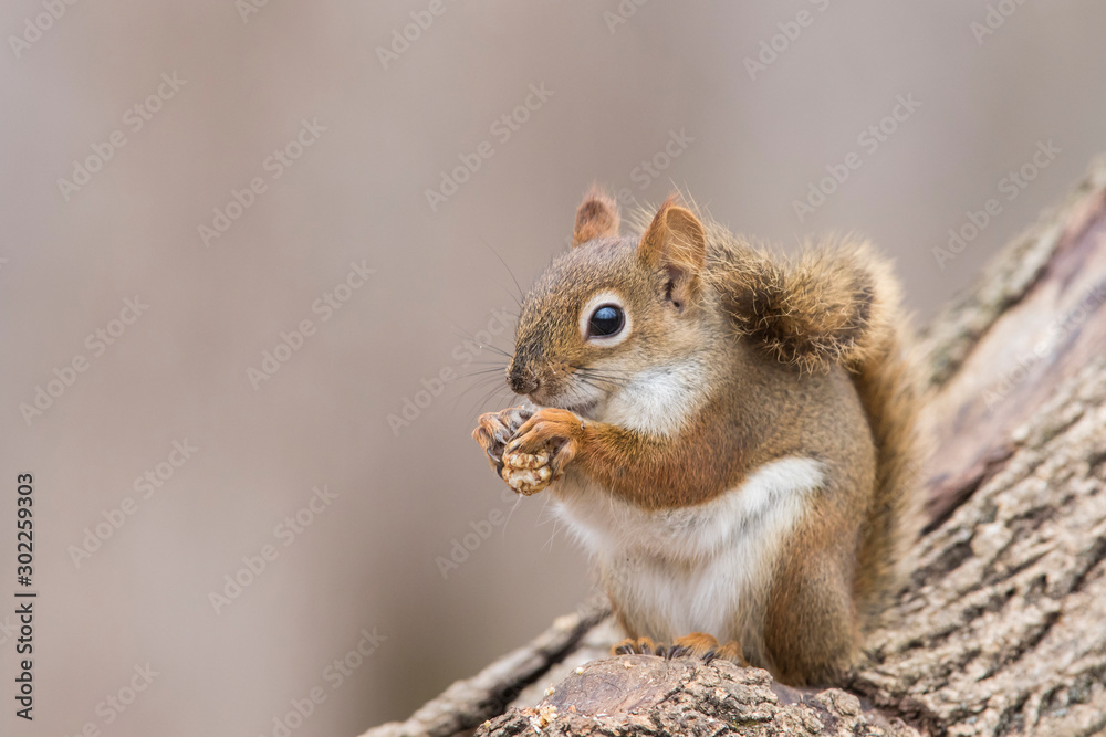 American red squirrel in autumn American red squirrel in autumn