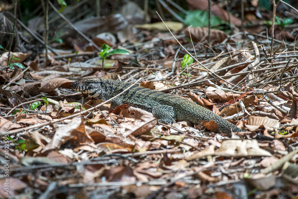 Black and white Tegu photographed in Linhares, Espirito Santo. Southeast of Brazil. Atlantic Forest Biome. Picture made in 2013. Black and white Tegu photographed in Linhares, Espirito Santo. Southeast of Brazil. Atlantic Forest Biome. Picture made in 2013.