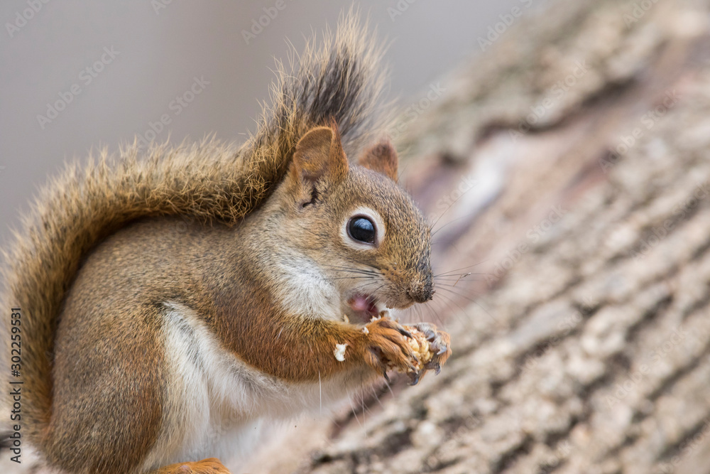 American red squirrel in autumn American red squirrel in autumn