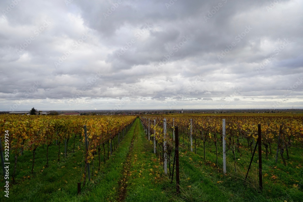 Panoramablick über einen Weingarten auf die Landschaft der Südlichen Weinstrasse bei Rhodt unter Rietburg