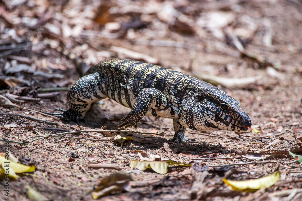 Black and white Tegu photographed in Linhares, Espirito Santo. Southeast of Brazil. Atlantic Forest Biome. Picture made in 2013. Black and white Tegu photographed in Linhares, Espirito Santo. Southeast of Brazil. Atlantic Forest Biome. Picture made in 2013.