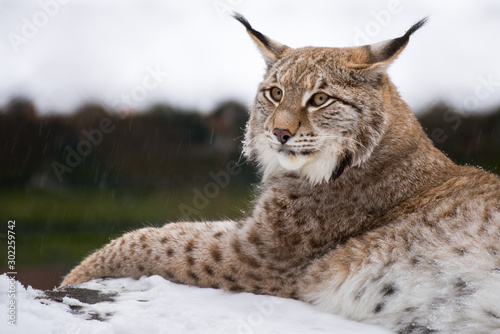Lynx in snow © birdphotography