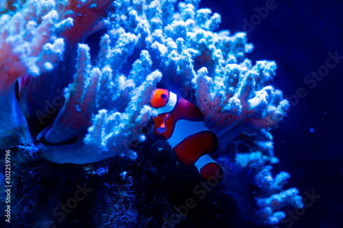 Clownfish in the aquarium photo