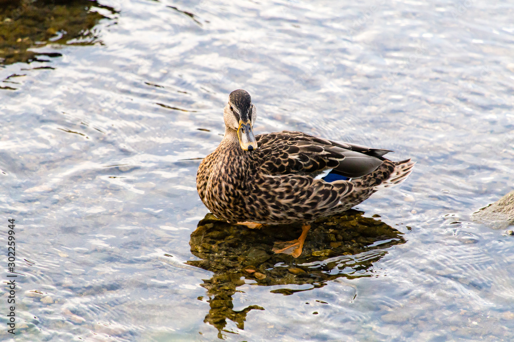 Fototapeta premium 2015年9月, 日本, 京都, 鴨川