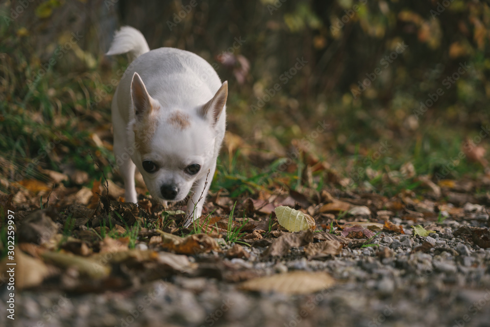 Domestic animal chihuahua walking on leaves at autumn