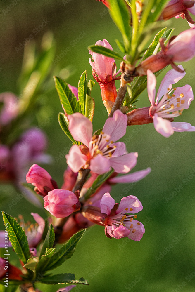 Obraz premium almond tree flower large Planum in the garden in the spring