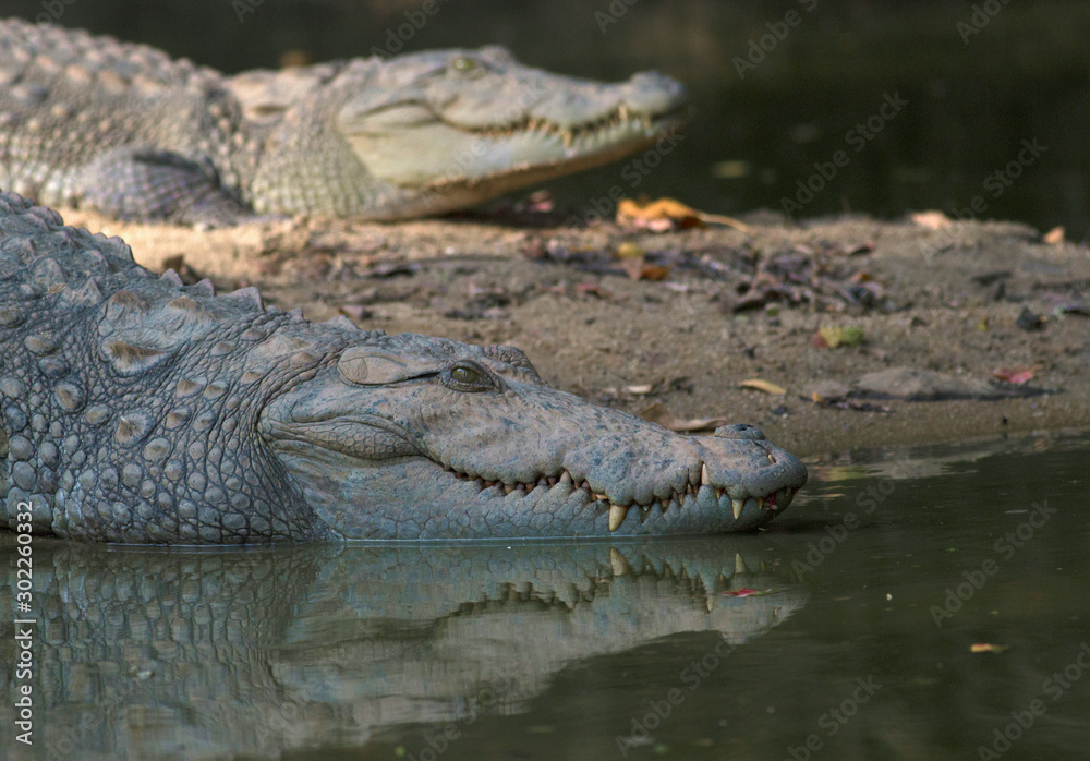Crocodiles resting; mugger crocodiles in sri lanka Crocodiles resting; mugger crocodiles in sri lanka