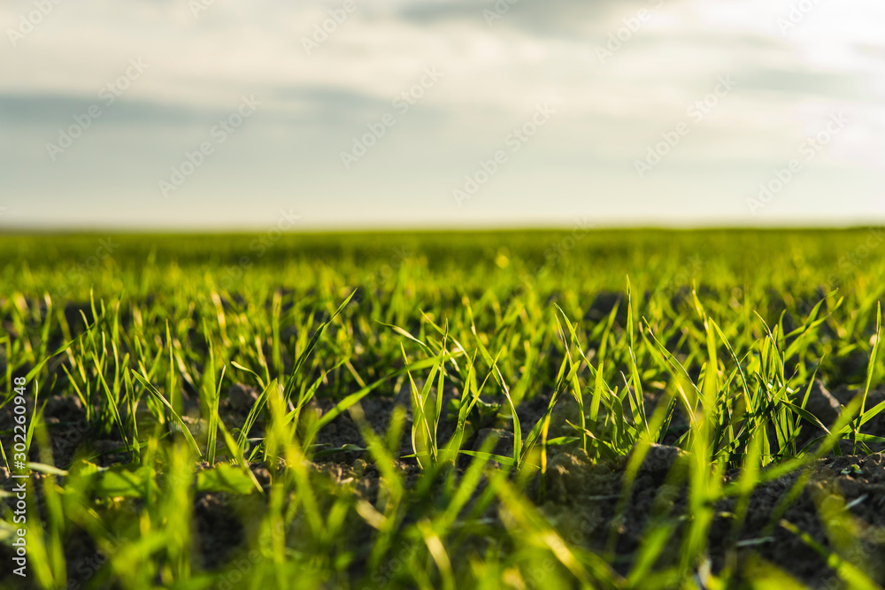 Field of young wheat seedlings growing in autumn. Young green wheat growing in soil. Agricultural proces. Close up on sprouting rye agriculture on a field sunny day with blue sky. Sprouts of rye. Field of young wheat seedlings growing in autumn. Young green wheat growing in soil. Agricultural proces. Close up on sprouting rye agriculture on a field sunny day with blue sky. Sprouts of rye.