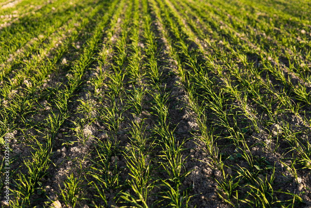 Field of young wheat seedlings growing in autumn. Young green wheat growing in soil. Agricultural proces. Close up on sprouting rye agriculture on a field sunny day with blue sky. Sprouts of rye. Field of young wheat seedlings growing in autumn. Young green wheat growing in soil. Agricultural proces. Close up on sprouting rye agriculture on a field sunny day with blue sky. Sprouts of rye.