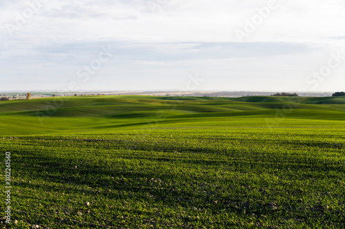 Field of young wheat seedlings growing in autumn. Young green wheat growing in soil. Agricultural proces. Close up on sprouting rye agriculture on a field sunny day with blue sky. Sprouts of rye.