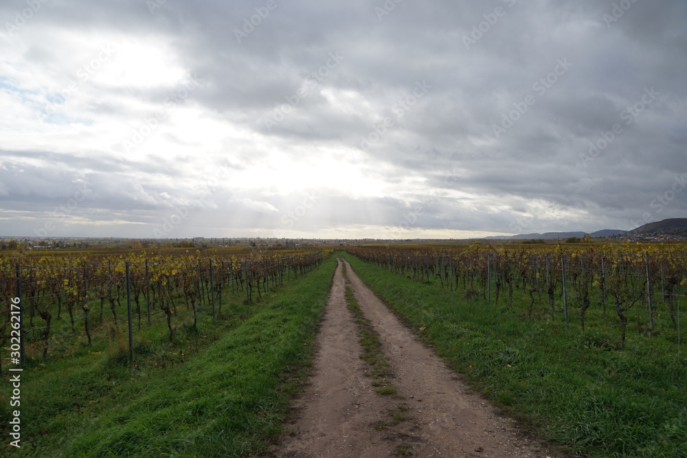 Feldweg zwischen Weingärten mit Panoramablick bei bewölktem Himmel