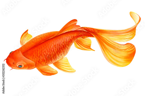 Canvas Print watercolor carp, koi fish  on white background, hand drawn, illustration for greeting cards, invitations