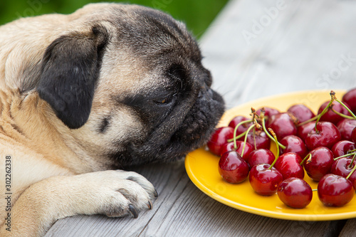 The pug eats berries