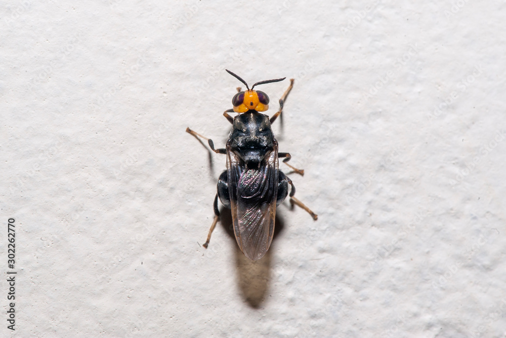 Obraz premium Insect photographed in Linhares, Espirito Santo. Southeast of Brazil. Atlantic Forest Biome. Picture made in 2013.
