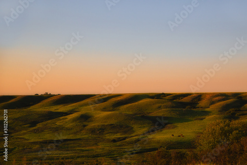 A couple cows grazing in a rolling green hillside pasture in a summer sunset evening countryside landscape