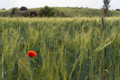 Wheat field with sunlight and yellow, green, brown and blue colors