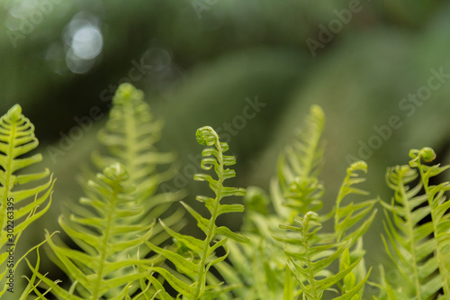 close up of fern fonds in a rain forest