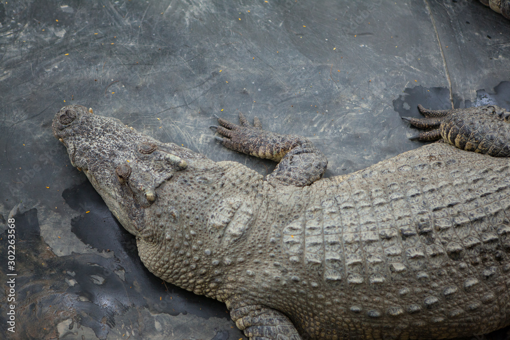 Obraz premium crocodile with open mouth