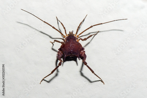 Opiliones photographed in Linhares, Espirito Santo. Southeast of Brazil. Atlantic Forest Biome. Picture made in 2013. photo