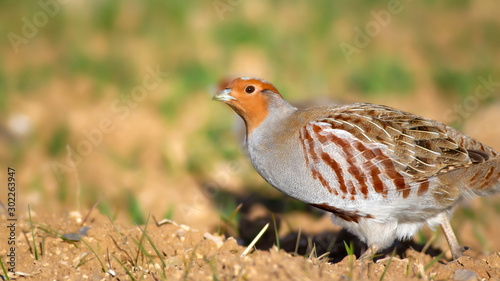 Partridge. Green brown nature background. Bird: Grey Partridge. Perdix perdix. © serkanmutan
