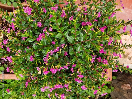 Wallpaper Mural flowers in the garden Torontodigital.ca