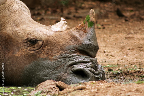 rhinoceros in zoo