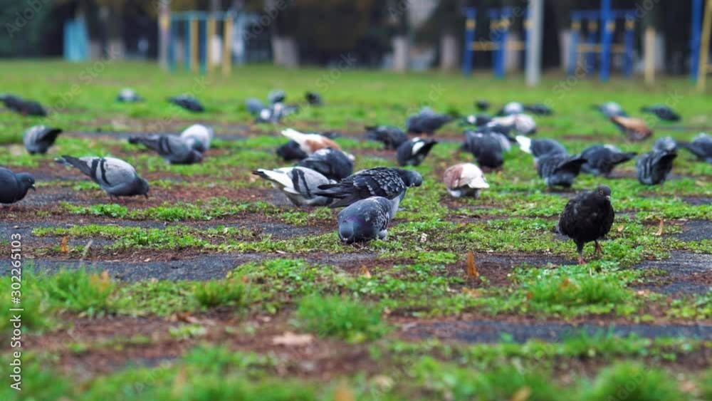 Hungry pigeons pecking crumbs on ground Hungry pigeons pecking crumbs on ground