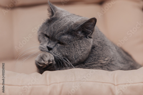 An adult chubby blue British cat with a gray tint lies on a beige background. The eyes are almond colored. The cat is washing.