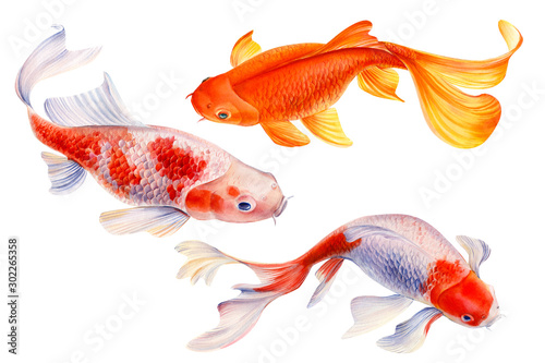Photography set of koi fish  on white background, watercolor carp, hand drawn, illustration for greeting cards, invitations