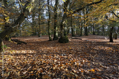 Autumn Leaves