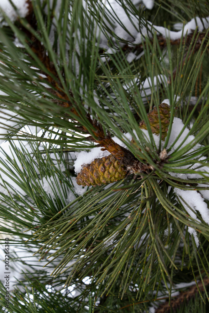 Green fir branches with cones covered with snow. Christmas and winter landscape. Natural winter background. The concept of a New year. Green fir branches with cones covered with snow. Christmas and winter landscape. Natural winter background. The concept of a New year.