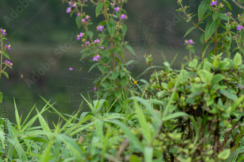 Spider on web in Hawaii underbrush
