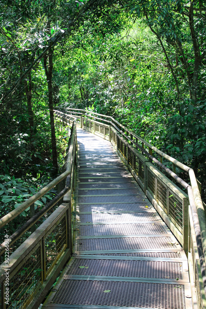 A path through the Iguazu jungle, Iguazu Falls, Argentina A path through the Iguazu jungle, Iguazu Falls, Argentina