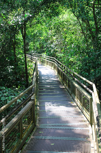 A path through the Iguazu jungle  Iguazu Falls  Argentina