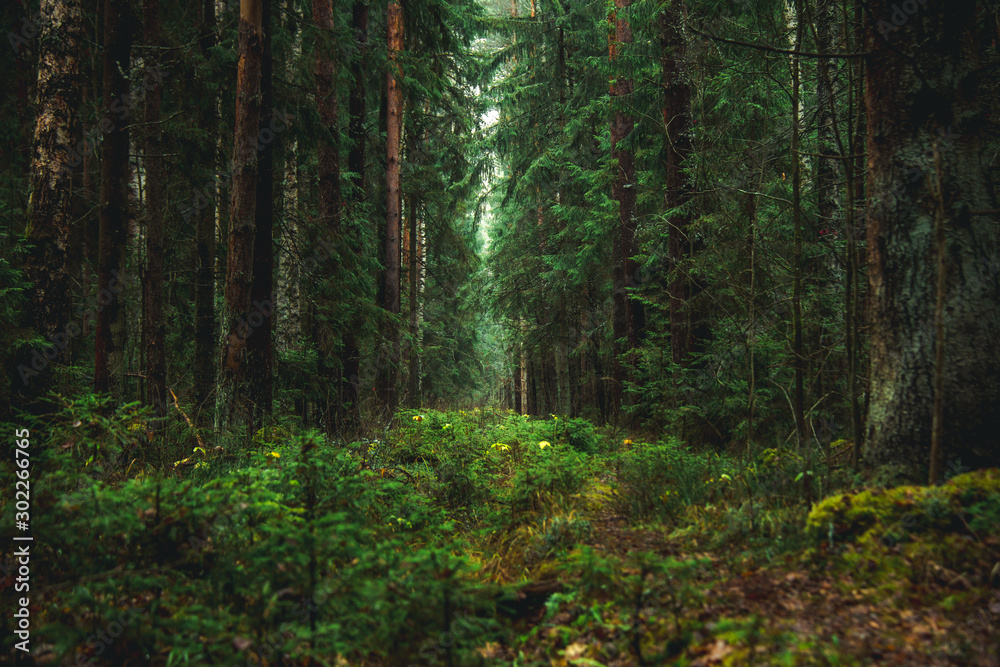 Fototapeta premium beautiful autumn pine forest, soft focus