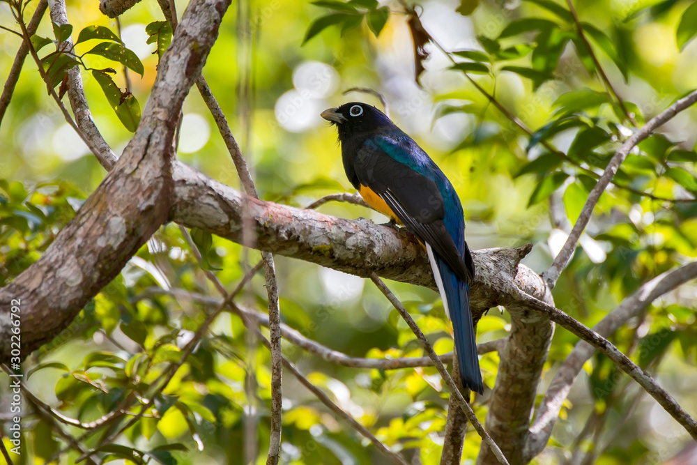 Obraz premium White tailed Trogon photographed in Linhares, Espirito Santo. Southeast of Brazil. Atlantic Forest Biome. Picture made in 2013.