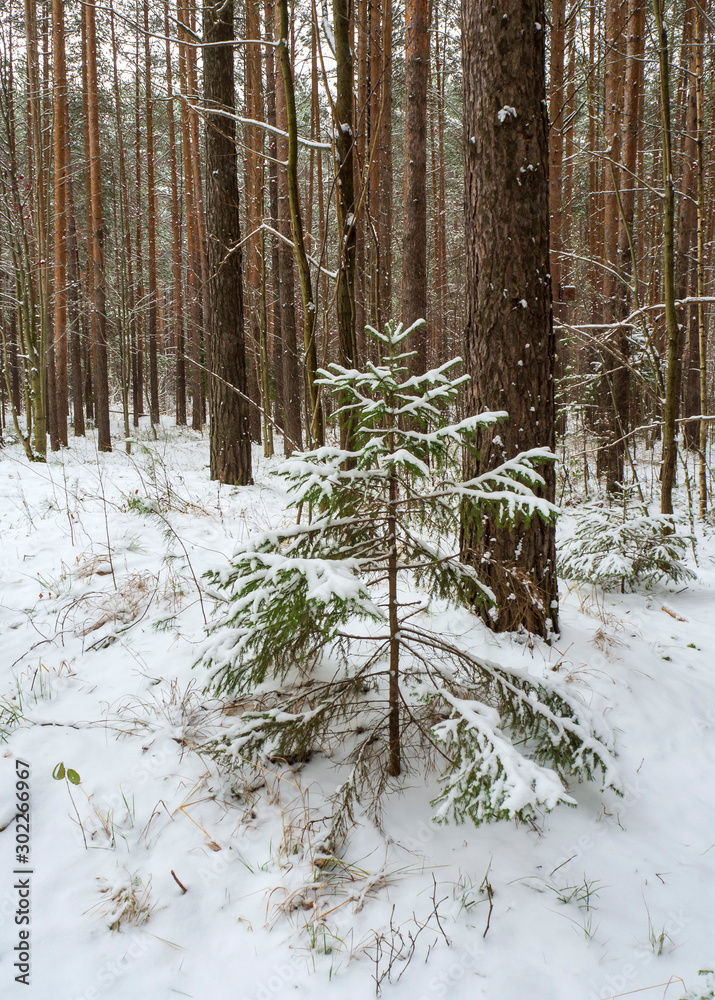 Fototapeta premium Little spruce in a tall pine forest. Winter forest background
