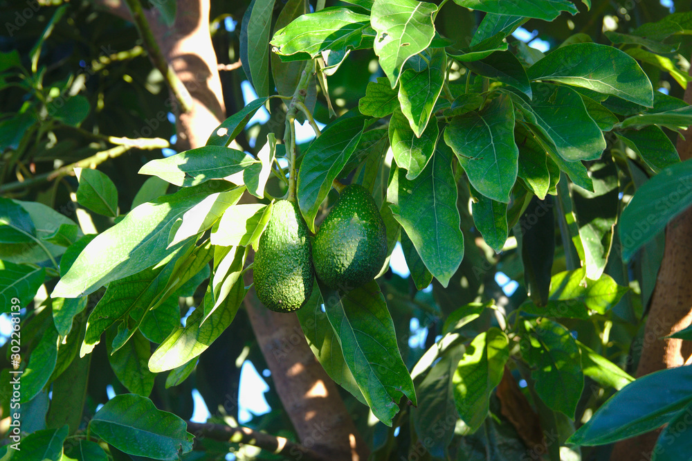 Obraz premium Close-up of an avocado with fruits on the branches
