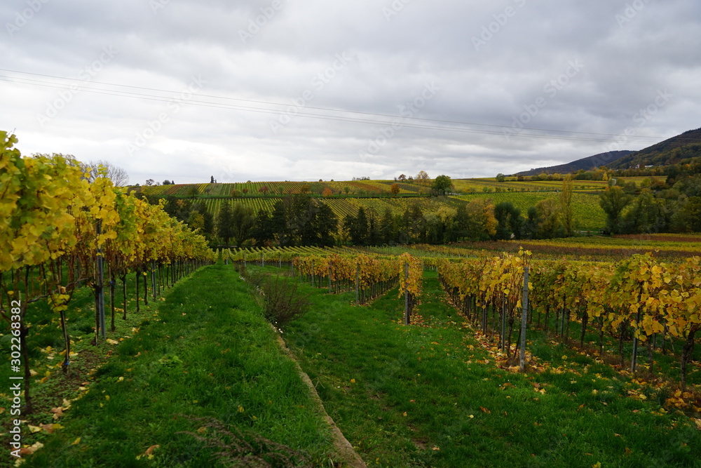 Novemberlandschaft der Südlichen Weinstrasse bei Edenkoben