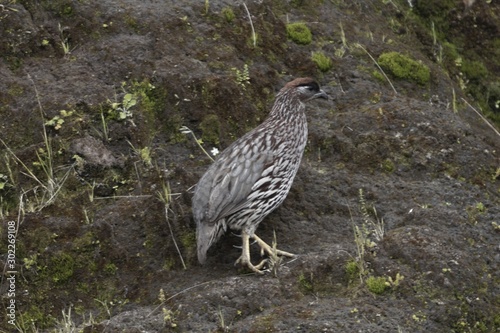 Chestnut-naped francolin, Pternistis castaneicollis,in the Simien Mountains National Park photo