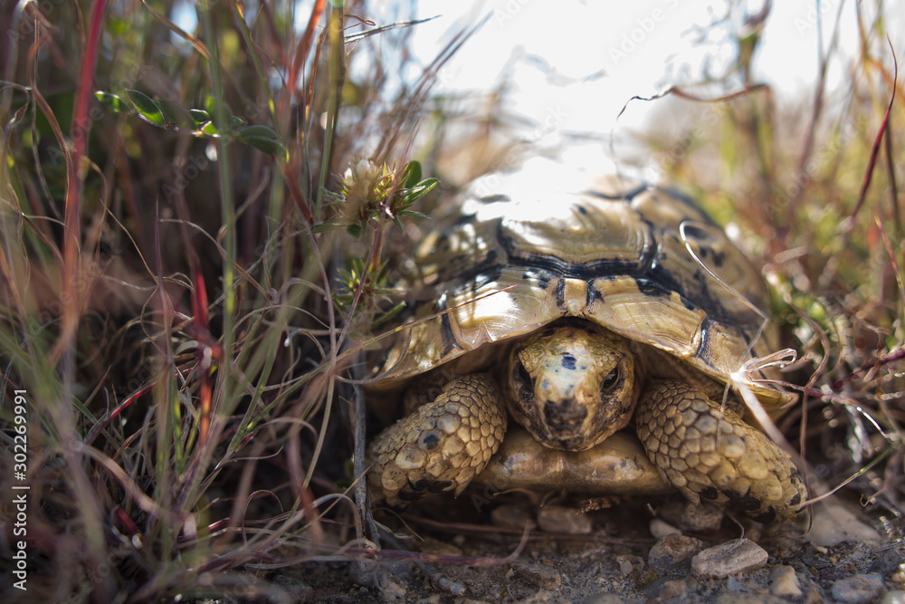 Tortuga Mora en la naturaleza