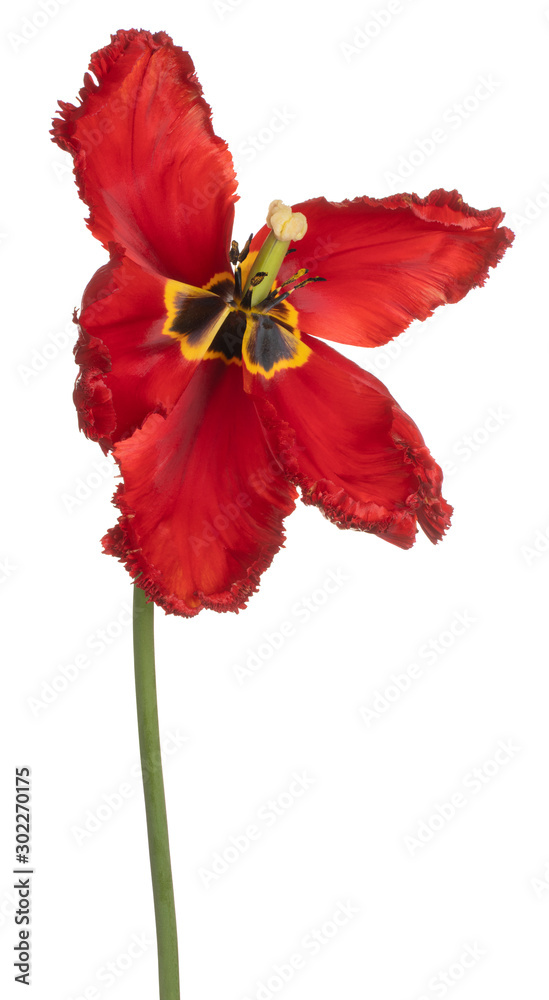 Obraz tulip flower isolated