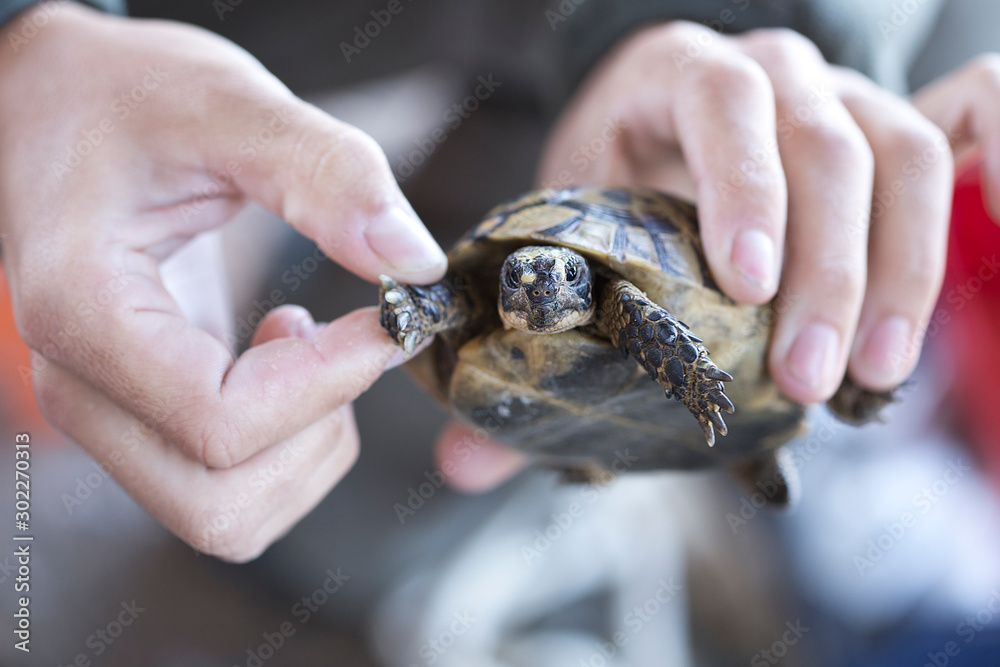 Tortuga Mora en la mano Tortuga Mora en la mano